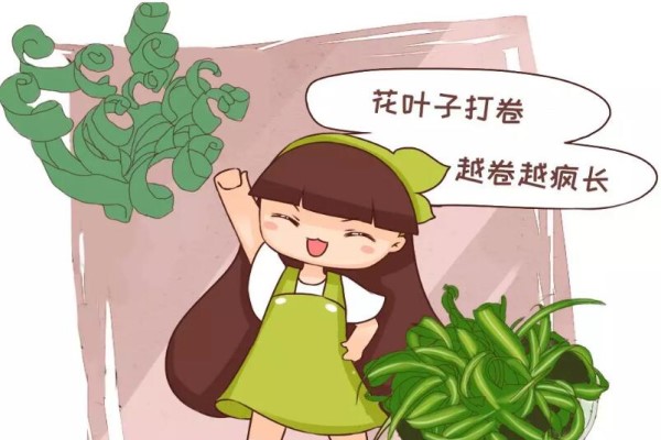 最耐阴的花是它,给点水就疯长,摆客厅特有面子! 最耐阴的花是它,给点水就疯长,摆客厅特有面子!