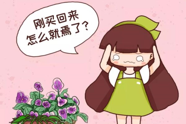 刚买的花,千万不能放这儿养,活不过3天! 刚买的花,千万不能放这儿养,活不过3天!