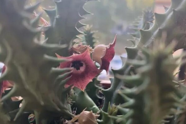 家里养了这花,满屋子都是臭味,家人让我赶紧扔掉! 家里养了这花,满屋子都是臭味,家人让我赶紧扔掉!