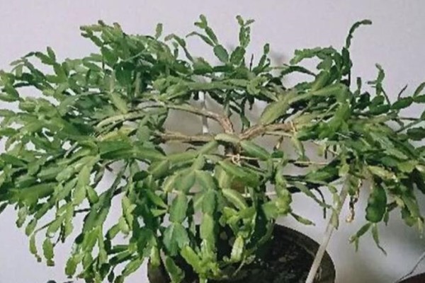 养花用错肥,等于喂毒药,养一盆死一盆! 养花用错肥,等于喂毒药,养一盆死一盆!