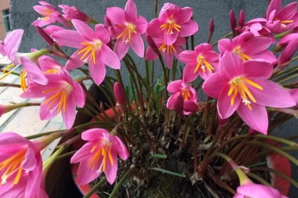 家里有这花,赶紧掐叶子、剃平头,剪完立马冒花苞! 家里有这花,赶紧掐叶子、剃平头,剪完立马冒花苞!