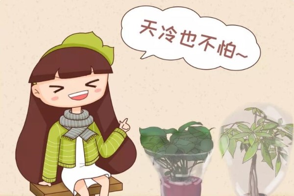 20种常见花,冬天就这么养,养不活,你找我! 20种常见花,冬天就这么养,养不活,你找我!