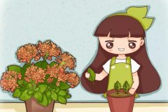 这5种花不用买了，蹭掉的叶子塞盆里，立马又冒一大盆！