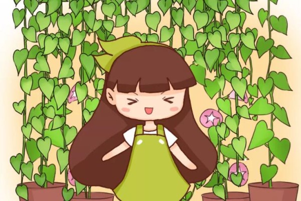 这花挂窗边,1个月垂下2米长,呼呼窜成绿帘子! 这花挂窗边,1个月垂下2米长,呼呼窜成绿帘子!