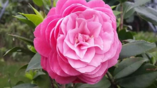 这花超耐寒,-10℃冻不死,下大雪也能呼呼开花! 这花超耐寒,-10℃冻不死,下大雪也能呼呼开花!