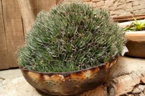 破脸盆最适合种多肉,种下1棵,收获1000棵,赚大了! 破脸盆最适合种多肉,种下1棵,收获1000棵,赚大了!
