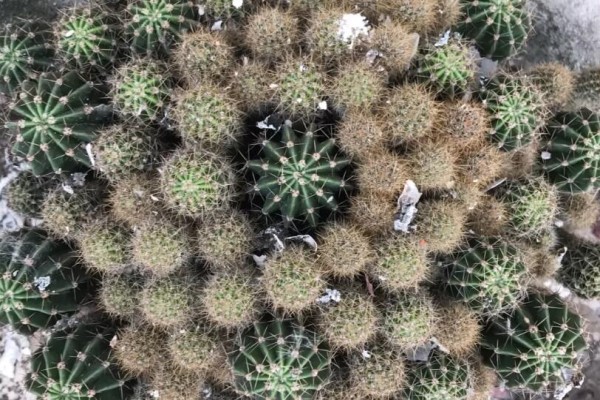 这花能养40年,换盆的时候头真大,3个大汉搬不动! 这花能养40年,换盆的时候头真大,3个大汉搬不动!