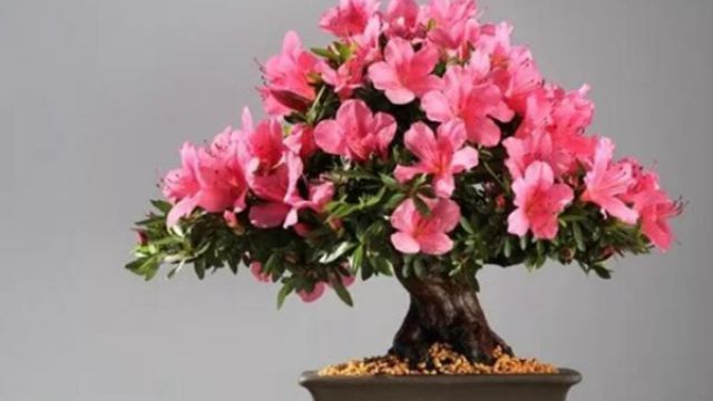 能养成高价盆景的花,在家养几年,价格翻10倍! 能养成高价盆景的花,在家养几年,价格翻10倍!