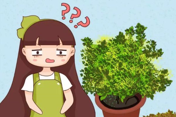 秋冬养花,千万别浇这种水,叶子发黄哗哗掉! 秋冬养花,千万别浇这种水,叶子发黄哗哗掉!