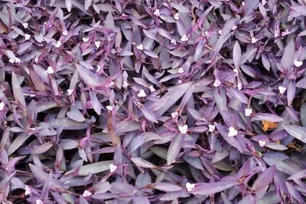 这花太好养,叶子沾土就爆一大片,堪比生物入侵! 这花太好养,叶子沾土就爆一大片,堪比生物入侵!