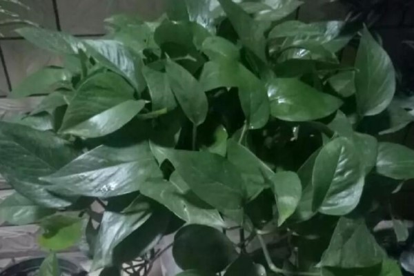 一间房一盆花,秋冬不干燥,夜夜睡的香! 一间房一盆花,秋冬不干燥,夜夜睡的香!