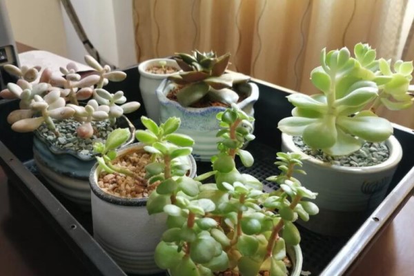 这花是个老酒鬼,灌点酒喷一喷,虫子死翘翘,叶子蹭蹭长! 这花是个老酒鬼,灌点酒喷一喷,虫子死翘翘,叶子蹭蹭长!