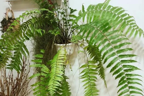 20种耐阴花,比绿萝好养,摆客厅名贵又有范儿! 20种耐阴花,比绿萝好养,摆客厅名贵又有范儿!