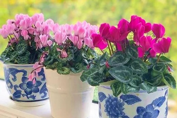 这花寓意极好,开花多、花期长,越养越旺家! 这花寓意极好,开花多、花期长,越养越旺家!