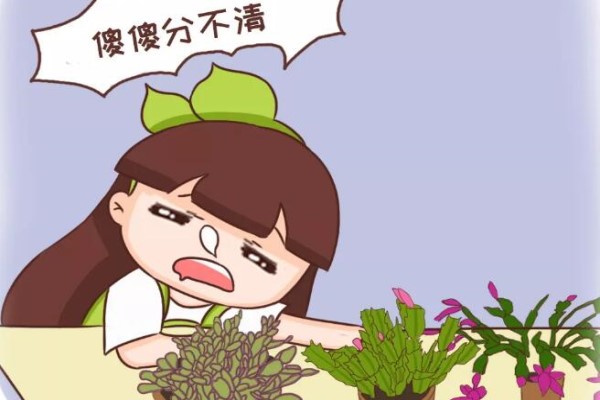 蟹爪兰也有假?买花时睁大眼,小心被骗! 蟹爪兰也有假?买花时睁大眼,小心被骗!