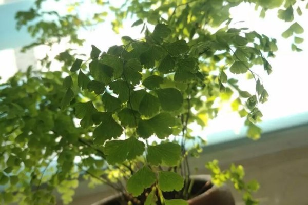 这花不能多浇水,否则烂根又黄叶,最后死得只剩盆! 这花不能多浇水,否则烂根又黄叶,最后死得只剩盆!