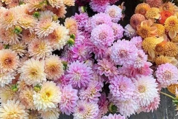 养这花真过瘾,剪一茬开一茬,连开200天不停! 养这花真过瘾,剪一茬开一茬,连开200天不停!