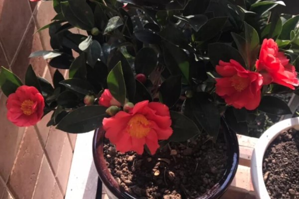 这花在北方不好养,买一盆死一盆,真愁人! 这花在北方不好养,买一盆死一盆,真愁人!