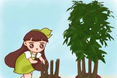 这花狠心剃光头，20天立马爆一盆，养10年也不黄叶！