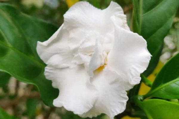 这花就是活香水,养一盆摆客厅,清新又杀菌! 这花就是活香水,养一盆摆客厅,清新又杀菌!