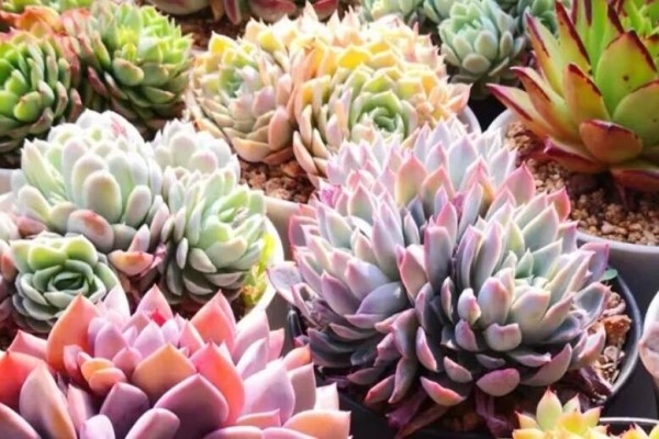 出门1个月,这花没人管也死不了,回来竟然长爆盆! 出门1个月,这花没人管也死不了,回来竟然长爆盆!