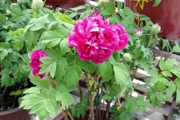 这4种花,就得大盆种,盆越大,根越粗,越长越旺盛! 这4种花,就得大盆种,盆越大,根越粗,越长越旺盛!