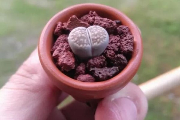 这种多肉,花盆比拇指还小,1月长成小老桩! 这种多肉,花盆比拇指还小,1月长成小老桩!