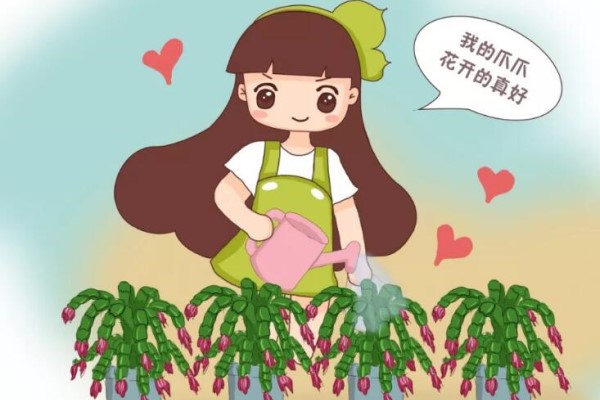 蟹爪兰叶子藏有小机关,打开它,花苞呼呼冒! 蟹爪兰叶子藏有小机关,打开它,花苞呼呼冒!