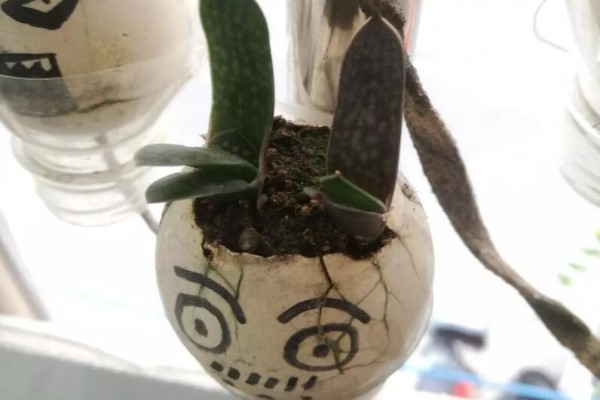 100块一颗的核桃,敲个缝种花,这事儿只有她敢! 100块一颗的核桃,敲个缝种花,这事儿只有她敢!