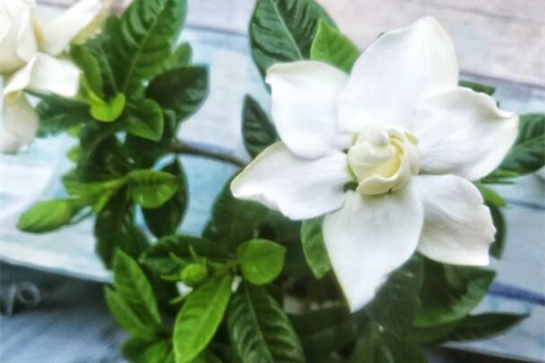 秋天别买这8种花,一回家就掉苞,养不活要后悔! 秋天别买这8种花,一回家就掉苞,养不活要后悔!