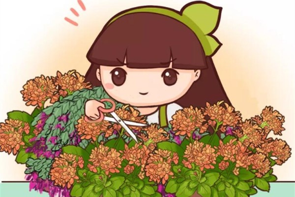 这花狠心摘叶子,5天蹭蹭冒新芽,俩月就开花! 这花狠心摘叶子,5天蹭蹭冒新芽,俩月就开花!