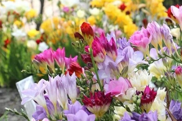 特好养的花,水越少、花越多,一串能开16朵! 特好养的花,水越少、花越多,一串能开16朵!