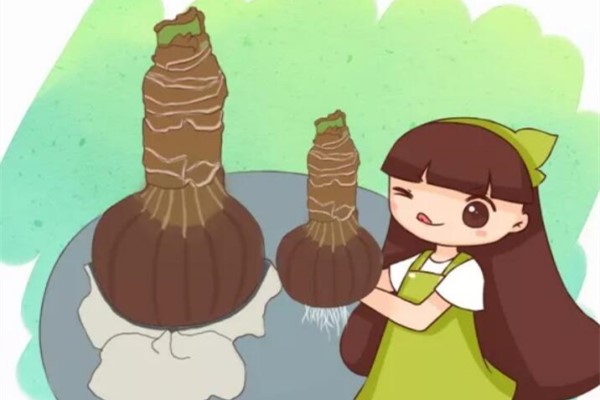 养花不生根?赶紧塞团卫生纸,大白根蹭蹭冒! 养花不生根?赶紧塞团卫生纸,大白根蹭蹭冒!