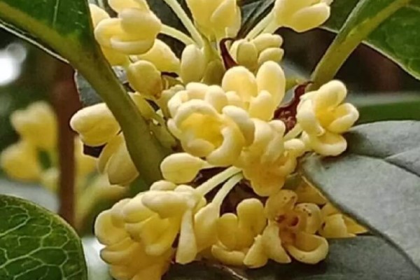 秋天必养的花,堪称活香水,养1盆香味飘10里! 秋天必养的花,堪称活香水,养1盆香味飘10里!