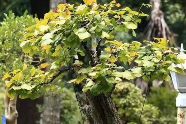 能活100年的花，家里养一盆当传家宝，值钱了！