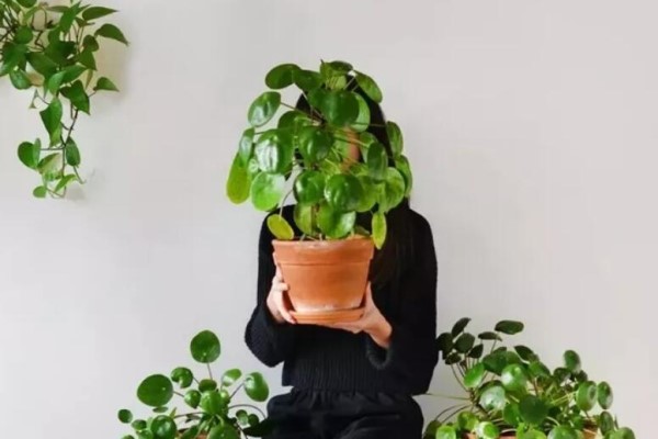 中国没人要的路边花,国外竟然抢着种,今年最流行! 中国没人要的路边花,国外竟然抢着种,今年最流行!