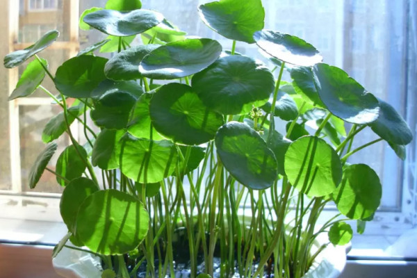 这花就得多喝水,1天1瓢水,越浇越疯长! 这花就得多喝水,1天1瓢水,越浇越疯长!