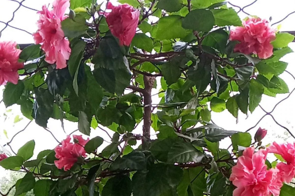 晒不死的花,现在剪1刀开花更猛,嗖嗖长成6层塔,戳屋顶了! 晒不死的花,现在剪1刀开花更猛,嗖嗖长成6层塔,戳屋顶了!