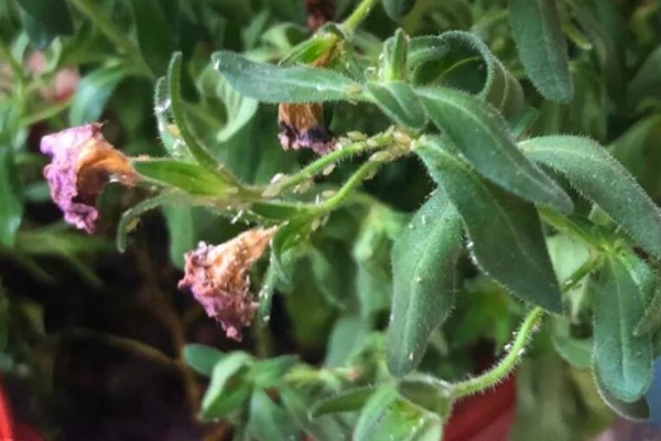 10种自制杀虫水,二锅头的威力最大,喷完虫子全死光! 10种自制杀虫水,二锅头的威力最大,喷完虫子全死光!