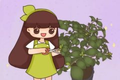 茶花冒花苞，赶紧剪一半，不然一年没花看！
