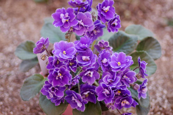 这花揪片叶,丢袋子里就生根,扦插太好活! 这花揪片叶,丢袋子里就生根,扦插太好活!