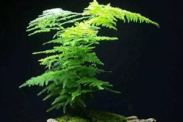 能爬10米高的花,夏天变成绿瀑布,看着就凉快! 能爬10米高的花,夏天变成绿瀑布,看着就凉快!