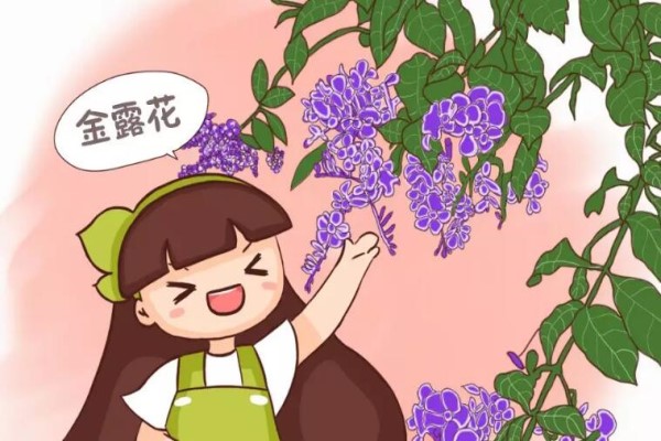 这花命里带金，越养越有钱，你不来一盆？