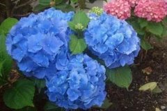 夏天养这6种花，38℃开出蓝色海洋，清凉又降温！