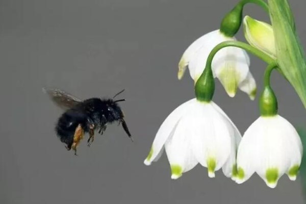 这花开在雪地里,零下20度冻不死,年年爆球一大堆! 这花开在雪地里,零下20度冻不死,年年爆球一大堆!