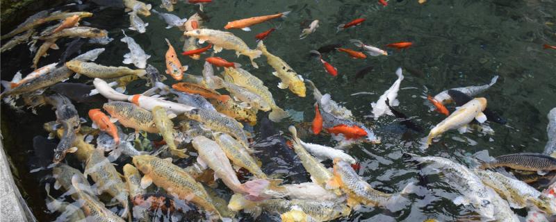 锦鲤烂身多久能恢复,烂身怎么治疗 锦鲤烂身多久能恢复,烂身怎么治疗