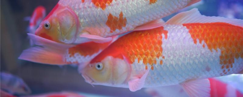 锦鲤身上有白色絮状物是什么原因,怎么治疗 锦鲤身上有白色絮状物是什么原因,怎么治疗