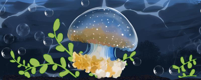 海蜇长什么样,可以养殖吗 海蜇长什么样,可以养殖吗