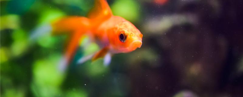 金鱼一直在水底下不动是怎么了,怎么处理 金鱼一直在水底下不动是怎么了,怎么处理