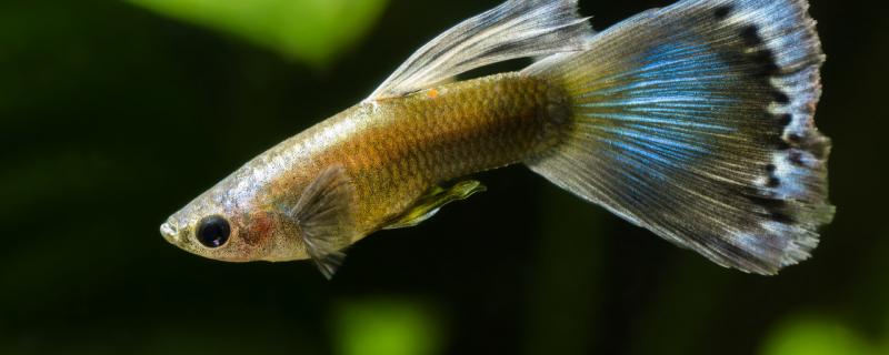 孔雀鱼生小鱼时候正确的处理方法,孔雀鱼小鱼的饲养方法 孔雀鱼生小鱼时候正确的处理方法,孔雀鱼小鱼的饲养方法